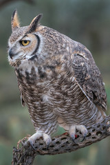 Great Horned Owl Sitting On Perch In Southern Arizona