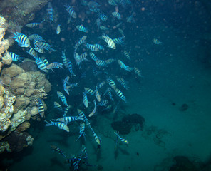 sea fish near coral, underwater