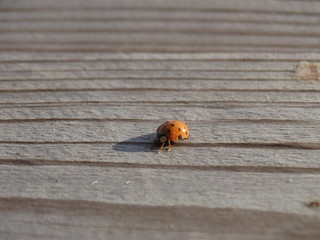 Ladybug bug