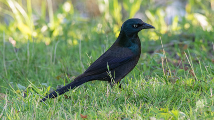 bird on grass