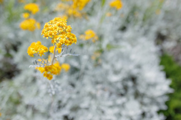 Abstract background with yellow flowers