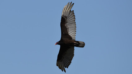 Turkey Vulture