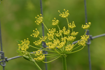 Obraz premium flower