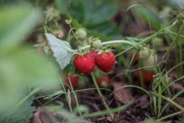 Strawberries in the wild
