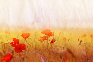 Photo landscape of beautiful red poppies flowers on a field