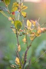 Blueberry berries in the wild