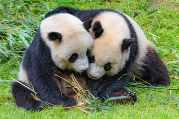 Giant pandas, mother hugging her little one