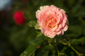 Beautiful pink rose picture for text