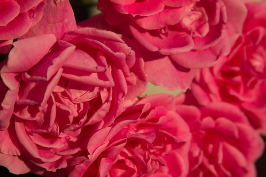 Beautiful pink roses texture photo