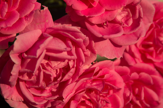 Beautiful pink roses texture photo