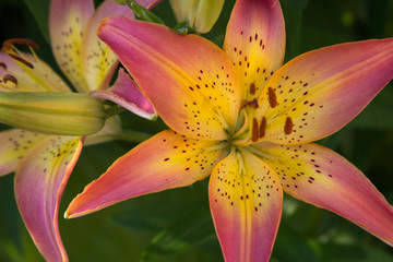 Beautiful yellow pink lilies flowers photography for text