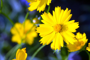 Beautiful yellow flowers Photograph for text.