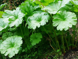 Large green leaves and stems of darmera peltata (Indian rhubarb / umbrella plant)