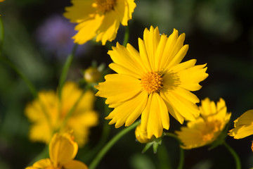 Beautiful yellow flowers Photograph for text.