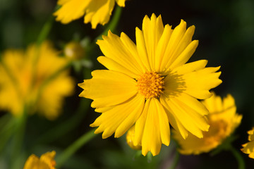 Beautiful yellow flowers Photograph for text.
