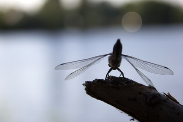 Dragonfly on a branch for text