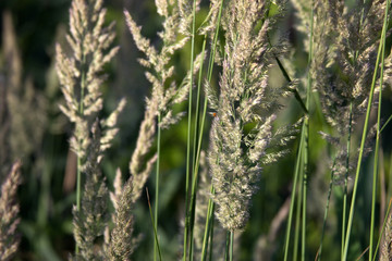 Beautiful photo of field spikelets texture photo