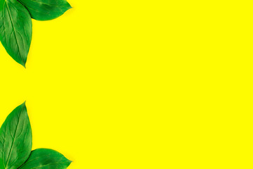 Frame of green leaves isolated on pastel yellow background. Minimal summer concept. Flat lay top view. Copy space.
