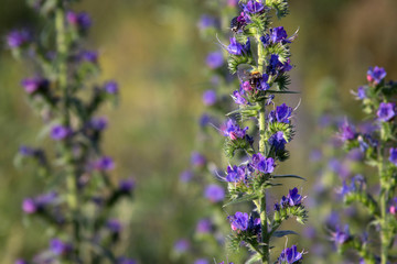Field beautiful purple flowers texture photo
