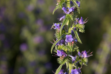 Field beautiful purple flowers texture photo