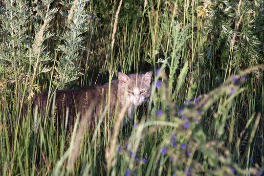 Beautiful Cat with grass photo for text