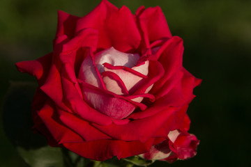 Beautiful red roses texture photo