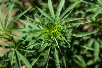 Hemp - medical plants, Cannabis is a genus of flowering plants in the family Cannabaceae. Harmful marijuana (hashish, marijuana, ganja)