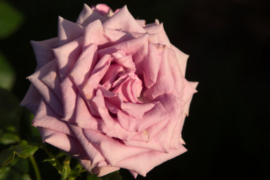 Beautiful pink rose picture for text