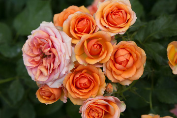 Beautiful pink orange roses texture photo