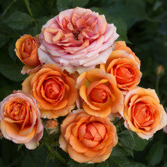 Beautiful pink orange roses texture photo