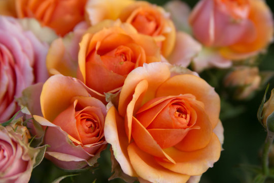 Beautiful pink orange roses texture photo