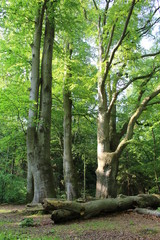 Fototapeta premium Darßwald