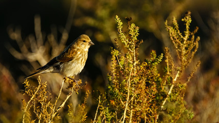 Corn Bunting Emberiza calandra