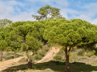 Fototapeta na wymiar Forest of pine trees at praia da Falesia in Albufeira at the Algarve coast of Portugal