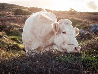 White cow in pasture, Back light, Warm colors.