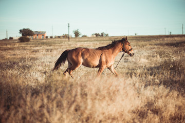 the brown horse gallops across the field