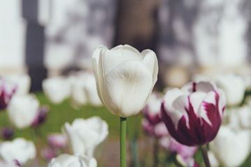 colorful tulips flowers blooming in a spring garden. white tulips in park. Beautiful Spring Flowers under Sun Rays Card. 