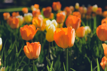 colorful tulips flowers blooming in a spring garden. orange tulips in park. Beautiful Spring Flowers under Sun Rays Card.