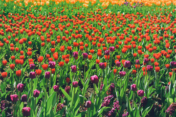 colorful tulips flowers blooming in a spring garden. vivid tulips in park. Beautiful Spring Flowers under Sun Rays Card. 