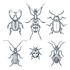 Beetles and bugs vector sketch illustration. Set of doodle hand drawn insects isolated on white background