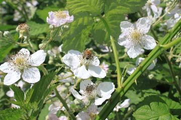 Brombeerblüten