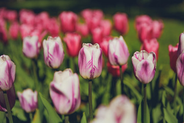 Obraz premium colorful tulips flowers blooming in a spring garden. pink tulips in park. Beautiful Spring Flowers under Sun Rays Card.