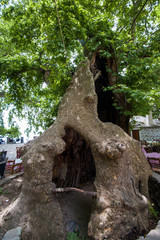 old tree a plaza in a greek village in pelion