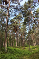 Fototapeta premium Darßwald