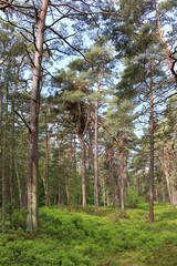Fototapeta premium Darßwald