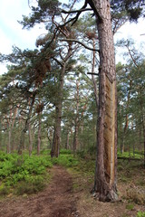 Fototapeta premium Darßwald