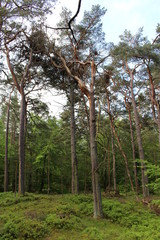 Fototapeta premium Darßwald