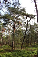 Fototapeta premium Darßwald
