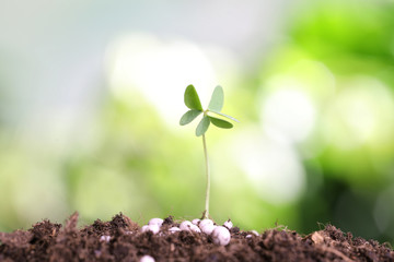 Growing plant and fertilizer on soil against blurred background. Gardening time