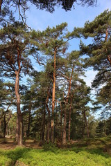 Fototapeta premium Darßwald
